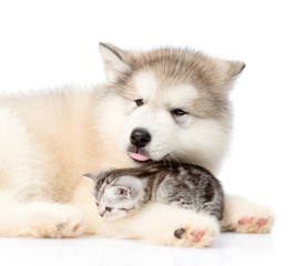 Alaskan malamute puppy hugging tiny kitten. isolated on white background