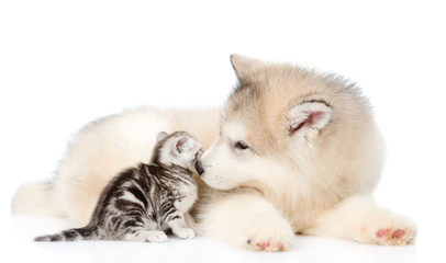 Puppy licking kitten. isolated on white background