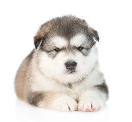 Alaskan malamute puppy looking at camera. isolated on white background