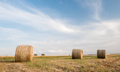 Field of Round bales of hay after harvesting