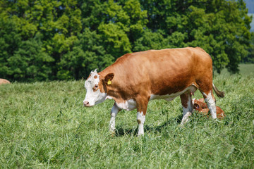 Fototapeta na wymiar Cows grazing on the pasture