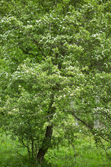 Hawthorn bush in the forest
