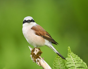 Red backed shrike perched