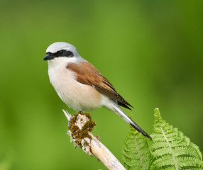 Red backed shrike perched