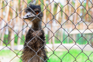 Bird ostrich in the zoo close-up