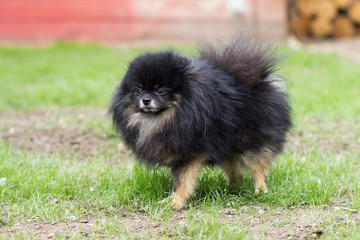 Pomeranian black dog sitting happy on green grass