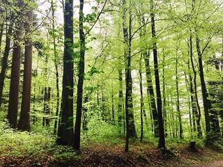 Wald inZollikon - 159316942