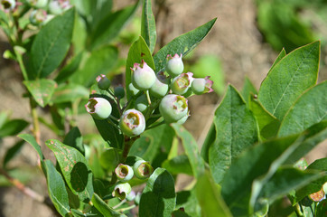 Heidelbeeren im Garten