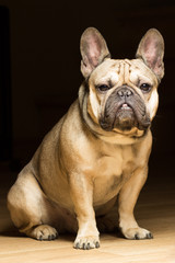 French bulldog of fawn color, black background