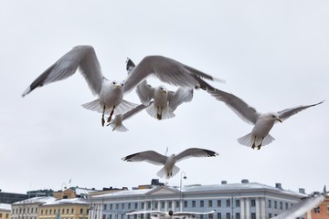 Fototapeta na wymiar Seagulls in air