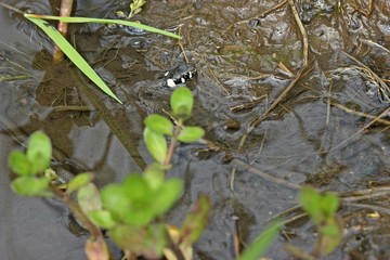 Junge Ringelnatter (Natrix natrix) im Bach

