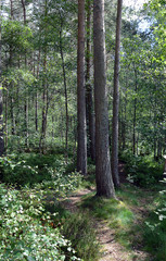 Woodland walk, Kincardine O'Neil, Royal Deeside, Scotland
