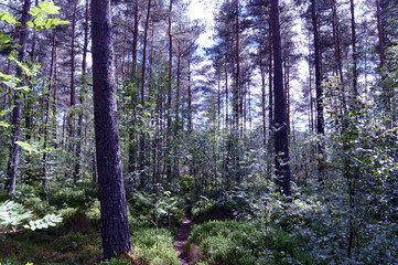 Naklejka premium Woodland walk, Kincardine O'Neil, Royal Deeside, Scotland