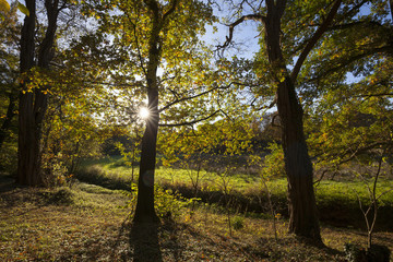 Fototapeta premium Herbstlandschaft im Rombergpark, Dortmund, Ruhrgebiet, Nordrhein-Westfalen, Deutschland, Europa