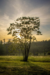 Obraz premium grandma's tree