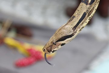 Snake (boa constrictor) hanging in front of red yellow object, perhaps a toy