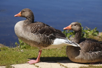 Gänse auf einer Uferböschung