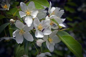 Apple blossoms in may with white petals