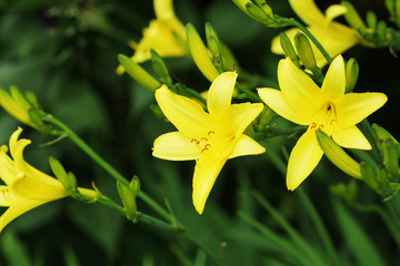 Yellow Day lily flower or Hemerocallis blooming