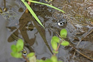 Junge Ringelnatter (Natrix natrix) im Bach
