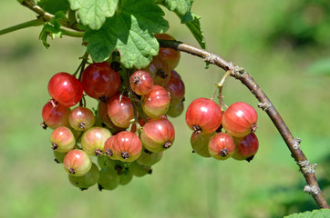 rote Johannisbeere