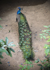 Fototapeta premium Peacock