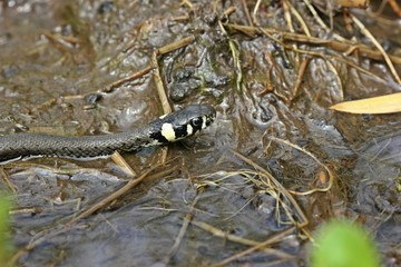 Junge Ringelnatter (Natrix natrix) im Bach
