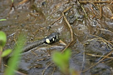 Junge Ringelnatter (Natrix natrix) im Bach
