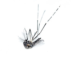 Close up of Aedes dead (common house mosquito) 