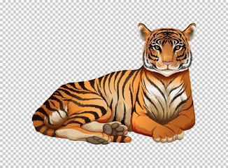 Wild tiger on transparent background
