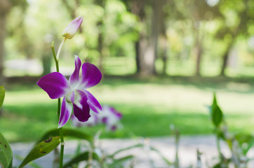 beautiful orchid flower and green leaves with green background in the park, queen of  flower in nature.