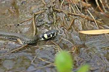 Junge Ringelnatter (Natrix natrix) im Bach
