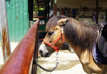 Pony horse in stable