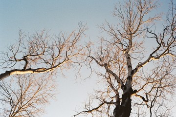 Autumn trees reaching the sky in daylight