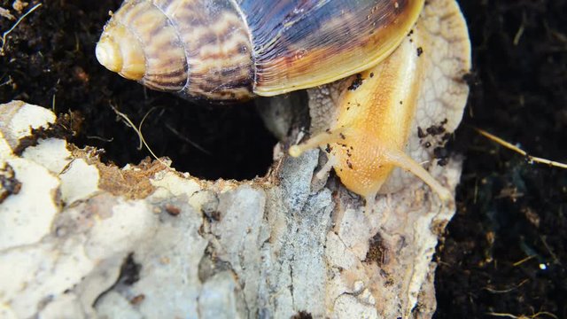 Giant African land snail crawling over the bark