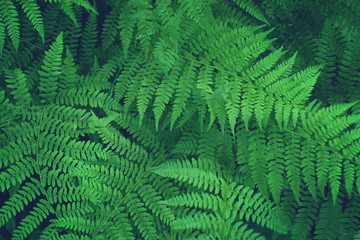 Fototapeta na wymiar Fern bush growing in the forest, beautiful leaf pattern