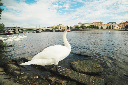 One white swan on riverside of Vltava.