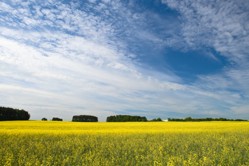 Rape field against the blue sky with clouds and forest, background