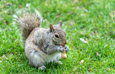 Naklejka na ściany i meble Eastern Gray Squirrel eating a peanut in Montreal - Quebec, Canada