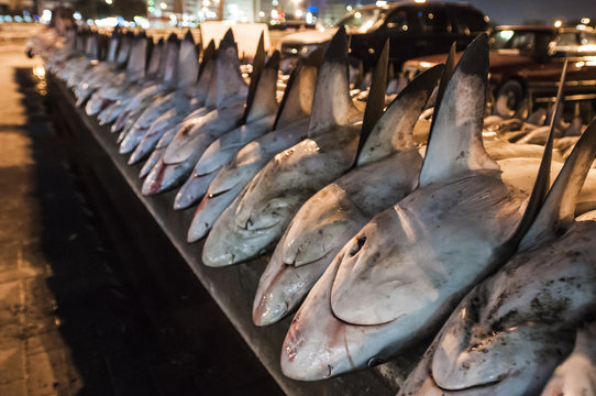 Sharks ready for finning at the Dubai Fish Market