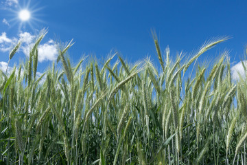 Grüner Roggen im Sonnenschein in Nahaufnahme auf einem Feld vor blauem Himmel