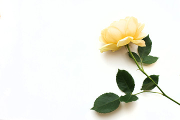 Yellow rose on white background. Top view