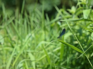 Männliche Blauflügel-Prachtlibelle (Calopteryx virgo) auf Schilfhalm

