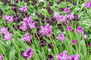 Field of beautiful pink and black tulips in the garden. Natural view