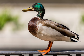 Obraz premium Duck on a metal railing