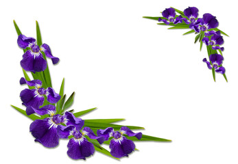 corner border made of blooming purple irises and leaves
