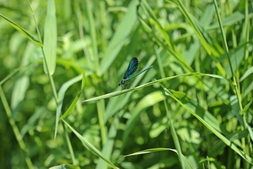 Männliche Blauflügel-Prachtlibelle (Calopteryx virgo) auf Schilfhalm
