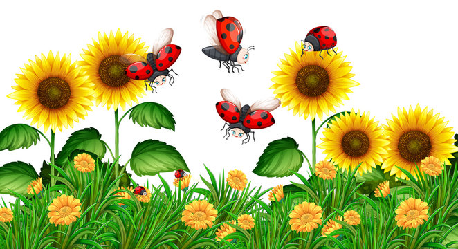 Ladybugs flying in sunflower garden