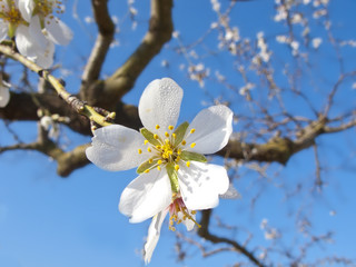 White cherry flowers