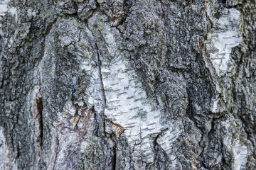 Birch bark texture natural background paper close-up .Birch tree wood texture . pattern of birch bark , natural birch bark background